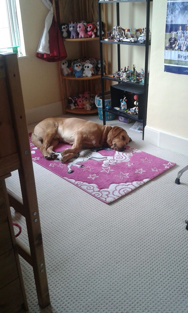 Cjbb1979's tweet photo. @revkatebottley Here's ollie,  not wanting to leave my daughter's bedroom https://t.co/XvQ8AS3jC6