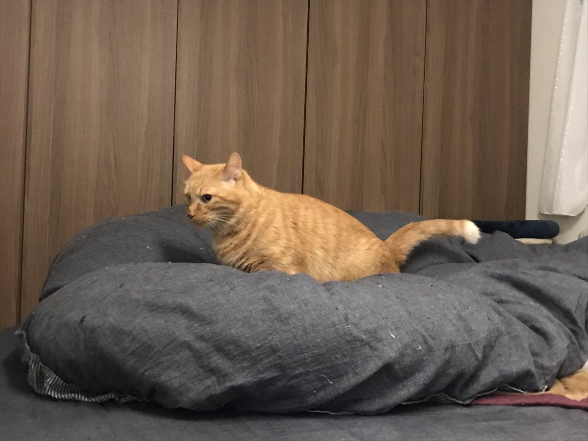 トゥギャッチ 公式 おトイレ中の画像で失礼します 高級羽毛布団 飼い主さん公認 猫さんは膀胱炎 画像提供 Roku Mix 今日のネコチャン 猫好きさんと繋がりたい かわいいだろ これ オシッコしてるんだぜ 羽毛布団に粗相するネコチャンに 猫