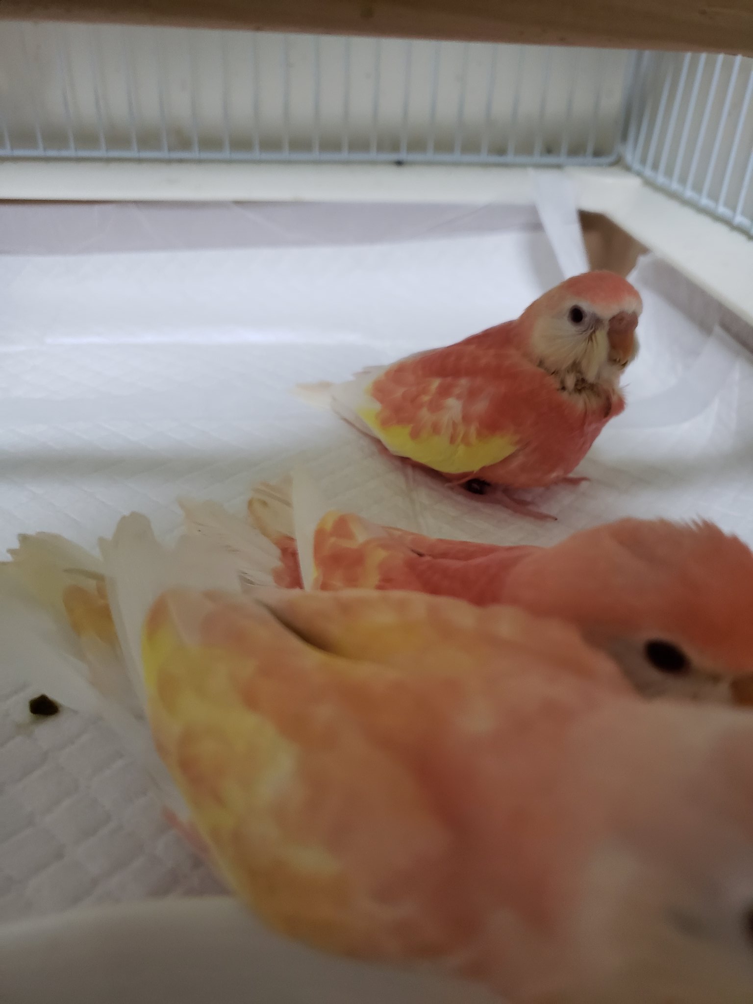 すぴか アキクサインコ 巣箱に3羽はいたかな 4羽目ももしかしたら ルビノーとルチノー雛ちゃん のどちらかになります アキクサインコ 里親様募集中 アキクサインコルビノー アキクサインコルチノー 雛ちゃん 孵化 T Co Uxithfsauc