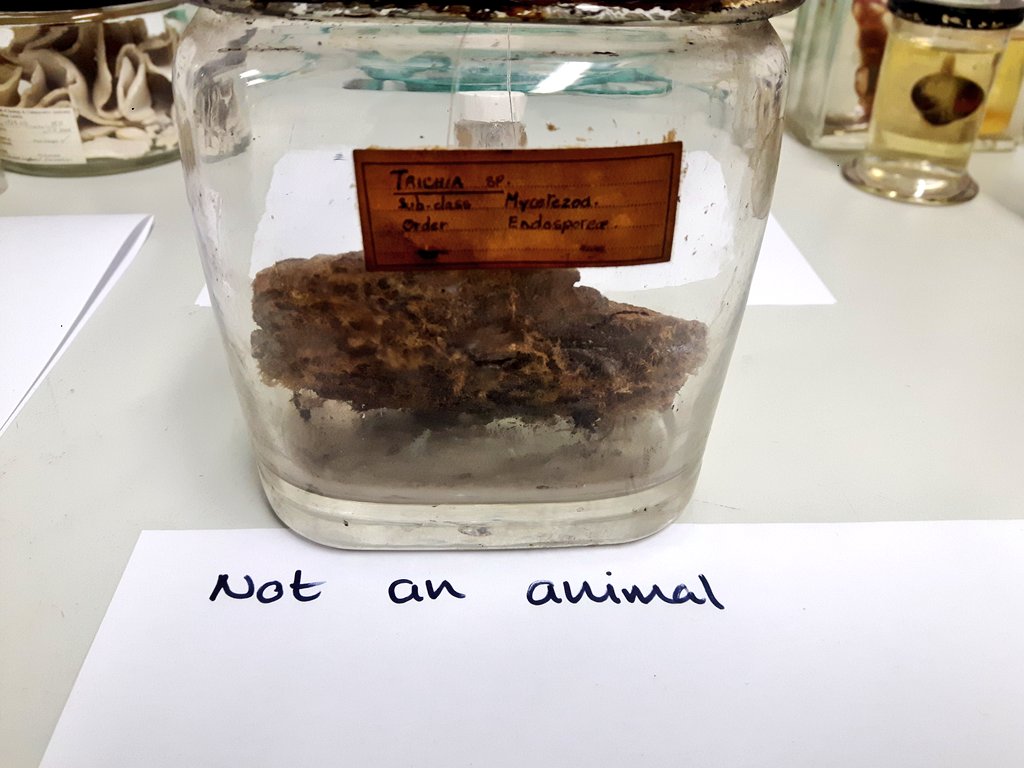 JackDAshby's tweet image. In todays museum sector, people find themselves caring for collections outside their own disciplines, so at @Nat_SCA we're offering a big training day on the The Basics of Natural Science Collections, and we're hosting at @ZoologyMuseum. Is this for you!?
natsca.org/event/2556