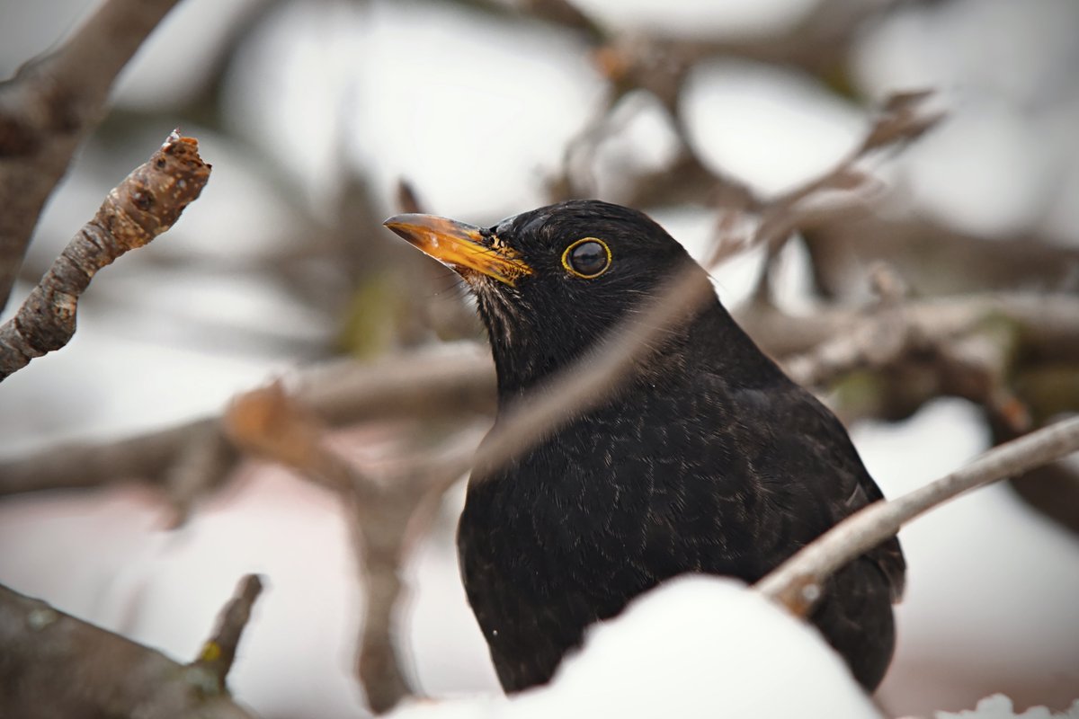 TeamSTAA's tweet photo. Explore ways that #nature can be a source of resilience, creativity and personal growth in this new course: https://t.co/JrUcudLvmF Starting Jan 20, no writing experience needed #Nottingham https://t.co/9MhwDKJnsV