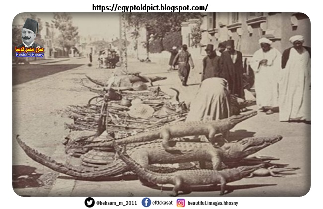 بائع التماسيح المحنطة امام فندق شبرد في شارع ابراهيم باشا بالقاهرة سنة ١٨٩7 ..