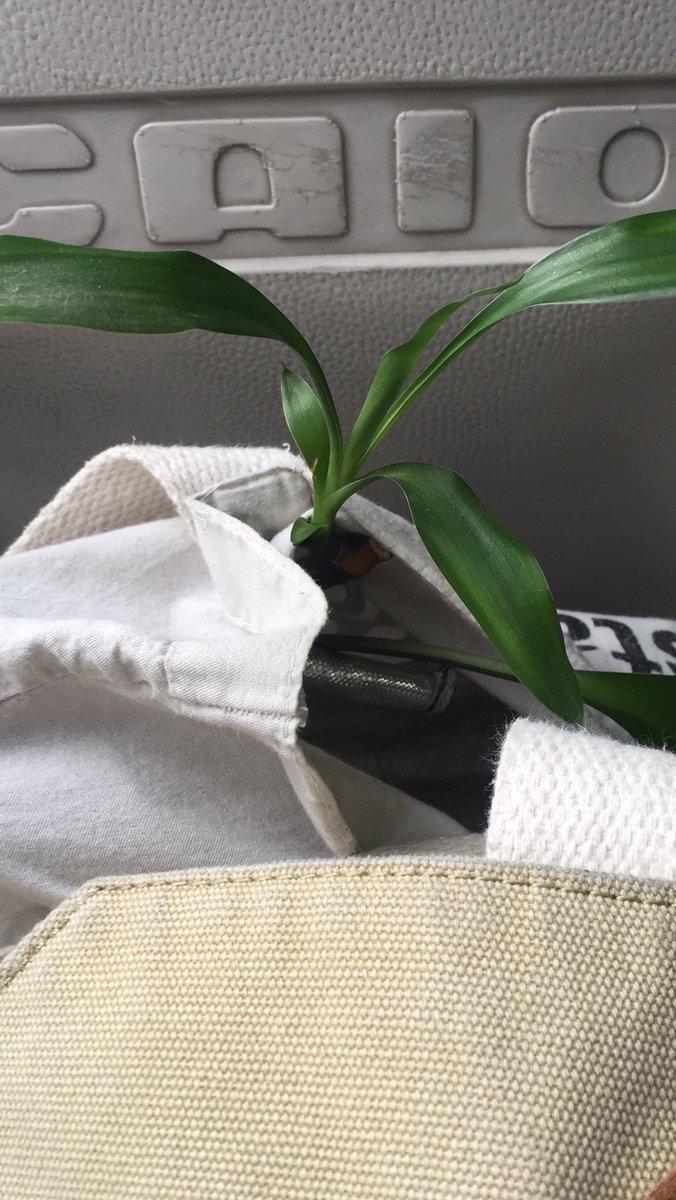 brun_nowar's tweet photo. a síndrome do: põe planta em qualquer lugar, foi longe demais! Levando umas plantinha para o trampo 😮 https://t.co/meeOtqjvMC