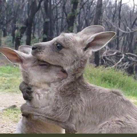 FAISALR21848618's tweet photo. Australia in #hell_Fire https://t.co/wv4t6ZWijI