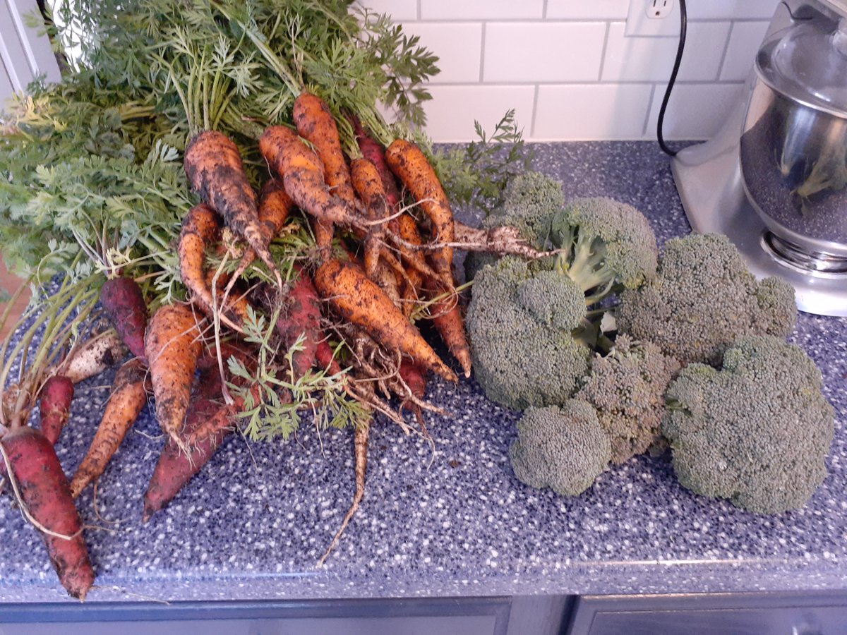 LPESGardenClub's tweet photo. First harvest of 2020 at the LPES school garden: 12 pounds of rainbow carrots and broccoli donated to our local food pantry. We love gardening year-round in NC! 🌈🥕🥦
#otherpeoplematter #cultivatinglearning ⁦
@lpes_pta #LPESWAKE https://t.co/mQDCjtfp06