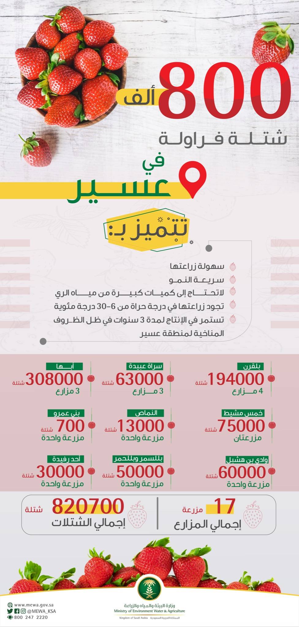 سناء بلحمر على تويتر مزرعة بن عدوان بـ 9950 فراولة و50 ألف شتلة بمركز بيحان بلحمر زراعة الفراولة بعسير نحو مستقبل واعد 800 ألف شتلة فراولة تؤتي ثمارها في