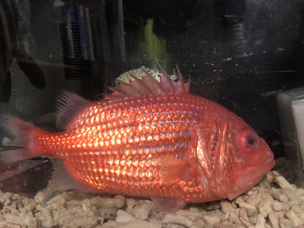 魚人 エビスダイ 漁師個体なのでやはりヒレがボロボロになってしまってます 昨日よりも良く動く様になり呼吸数も正常なので ゆっくり回復するのを待ちます コンビネーション2などの添加剤を用いて様子を見ます 早く回復してくれ