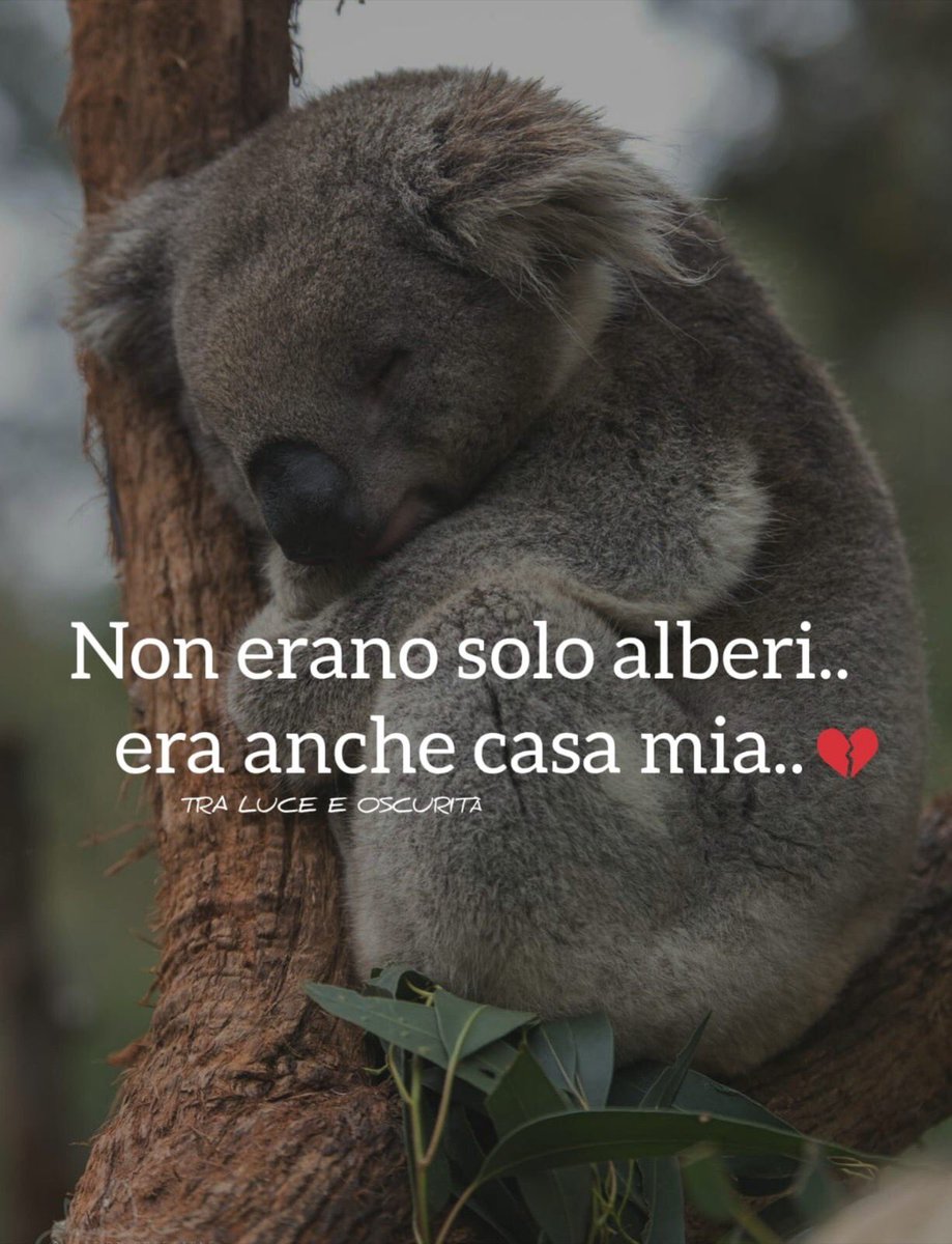 💔💔💔 poveri amori indifesi💔💔💔#Australia #prayforaustralia #australianshepherdworld #australiafires #koala🐨 #savingaustralia #savinganimals