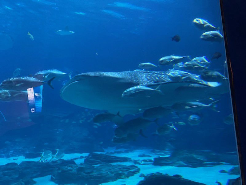 KyleCorbinHD's tweet image. This view though! #serene #hrFUNdamentals