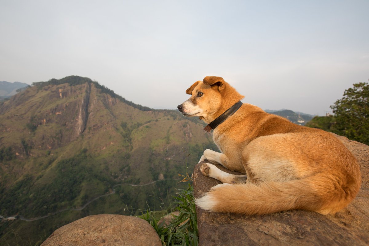 grrphotography's tweet photo. On Top of the Hill #nature #hiking #Dog #NGTUK #SriLanka @route4y @traveltolanka @NatGeoTravel @NatGeoTravelUK @DogsTrust @dog_rates @_TheBestDogs @UNICEF_SriLanka @SriLankaTelecom @flysrilankan @TravelPockets @travelforgood @ZsoltSchuller @aliettebretel https://t.co/i1rnmPU6qa