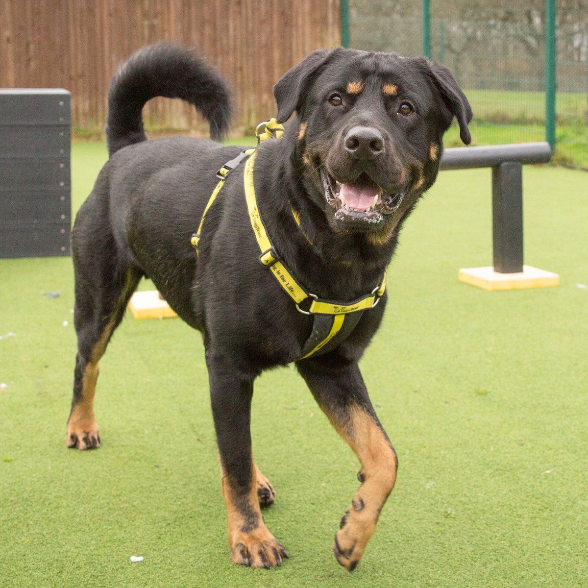 This handsome young lad is looking for a home! Leo the Rottie is a gentle giant with a whole lot of love to give! 

#dogstrust #dogstrustcanterbury #rottweiler #rottierescue #rottielove #rottiesofinstagram #rottweilerrescue #gentlegiant #adoptdontshop #rescuedogs