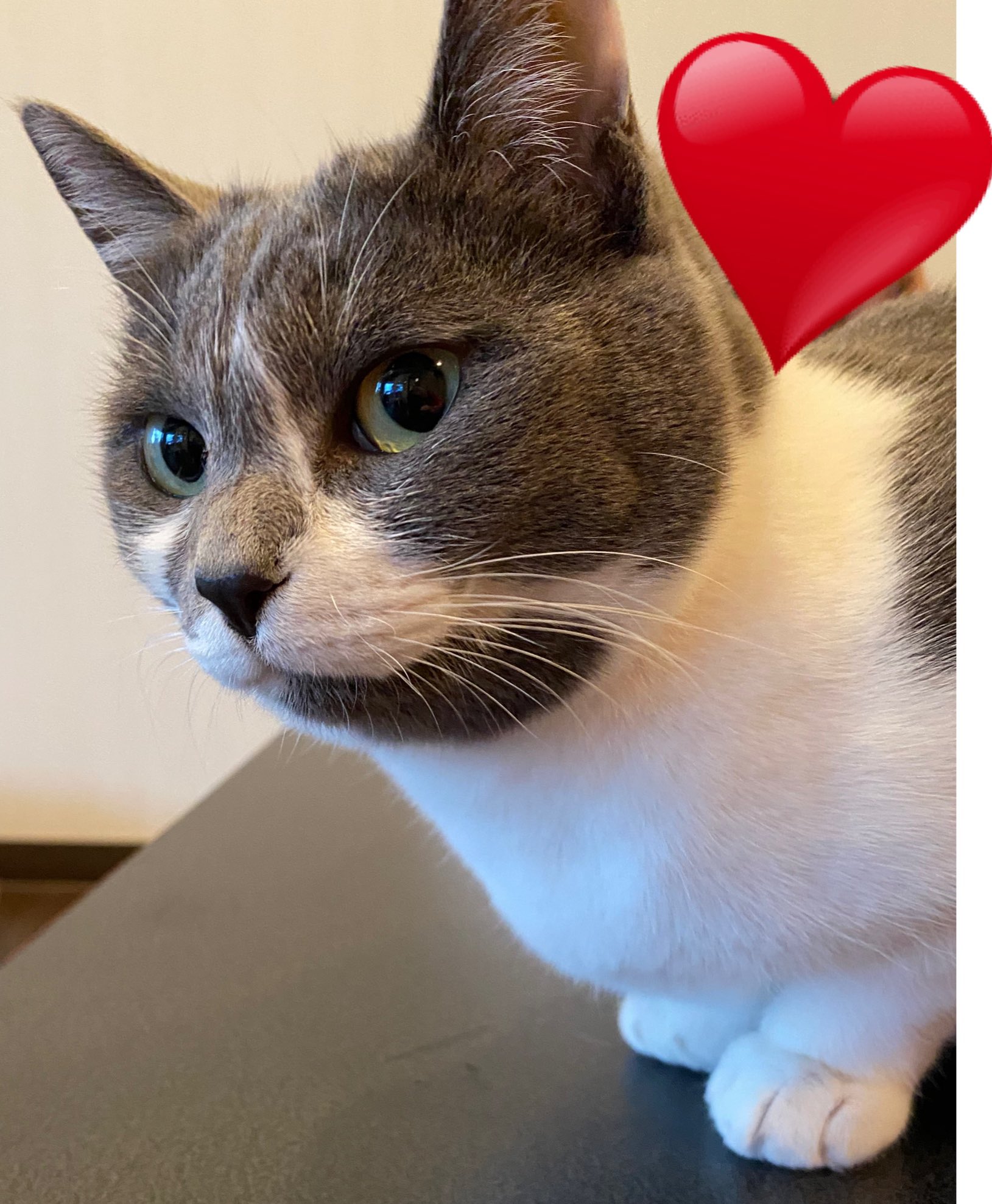 高知bar Alive Pa Twitter 保護猫カフェmocomocoさんの みりんちゃん うちのあんずさんに似てるw 高知市 ガールズバー 飲み放題 保護猫カフェ Mocomoco T Co Ivav9wzzxf Twitter