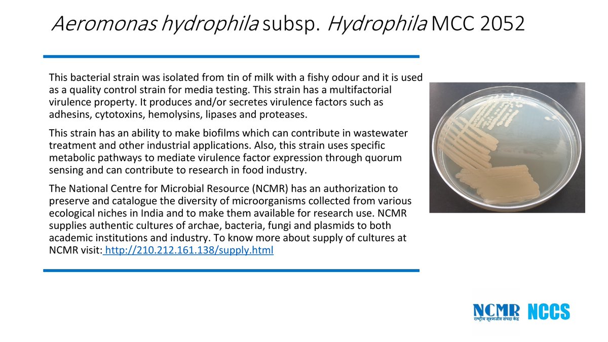 NCMR_Pune's tweet photo. NCMR supplies authentic microbial strains.
#NCMRCultureCollection #Qualitystrain #Microbiology
@NCCS_Pune @NCMR_Pune https://t.co/yecYowRJ00