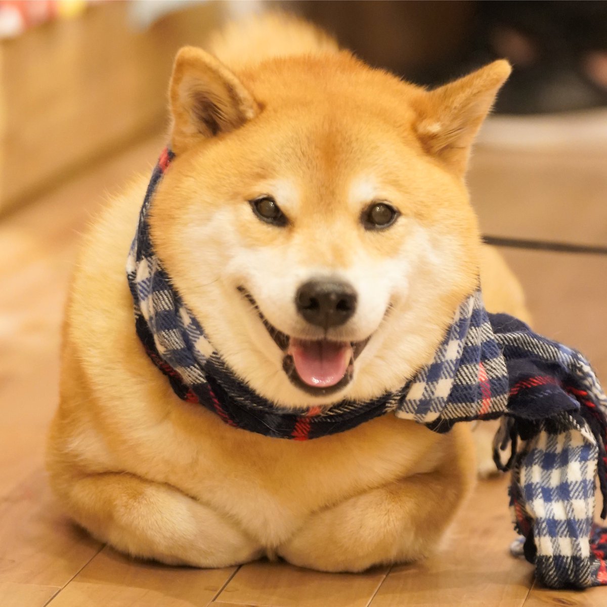 marutaro2000's tweet image. 柴犬がもふもふしてきた