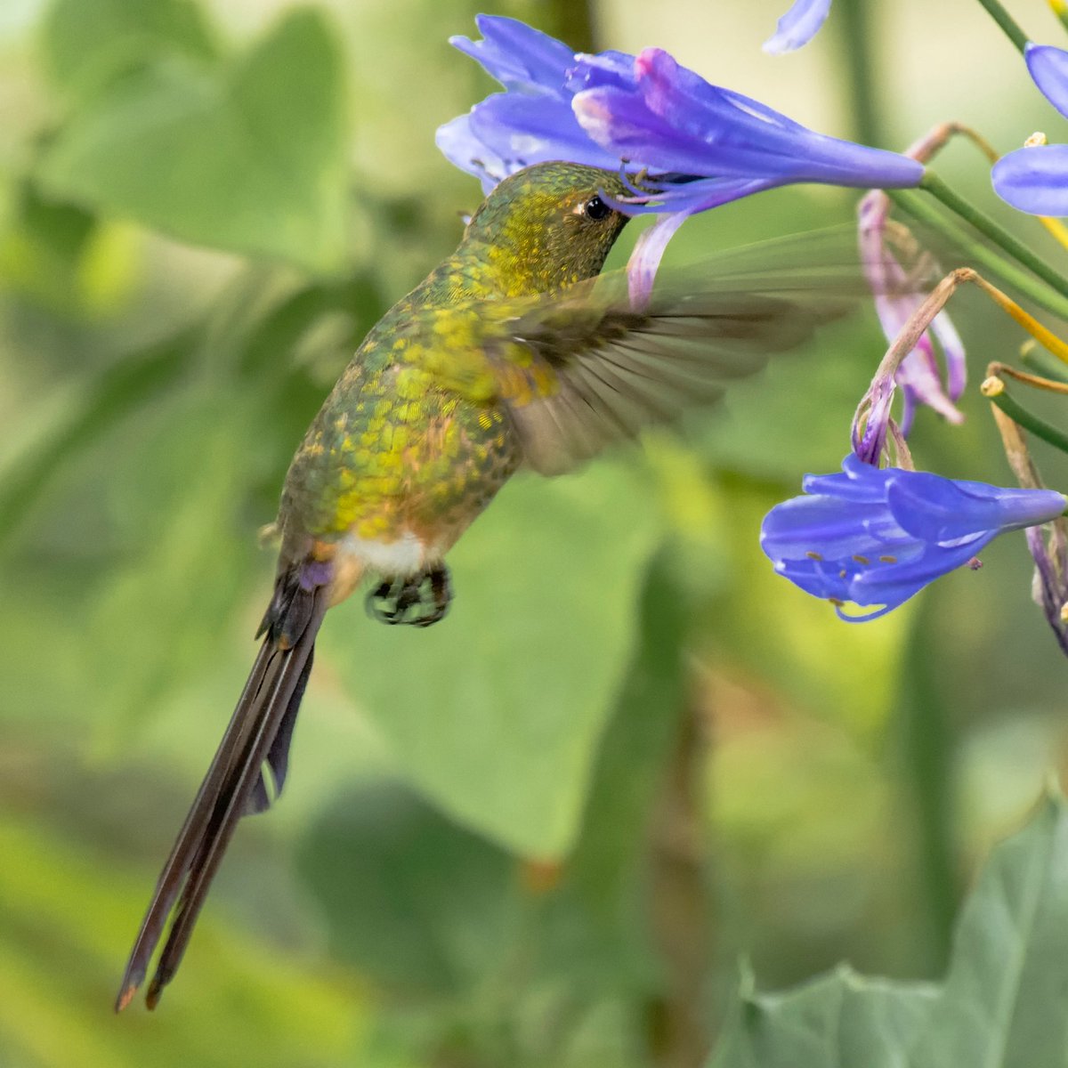 El mismo señor del tweet anterior, yo creo que lo hizo solo para lucirse y salir bonito en la foto, porque nunca lo había visto visitar un agapanto.