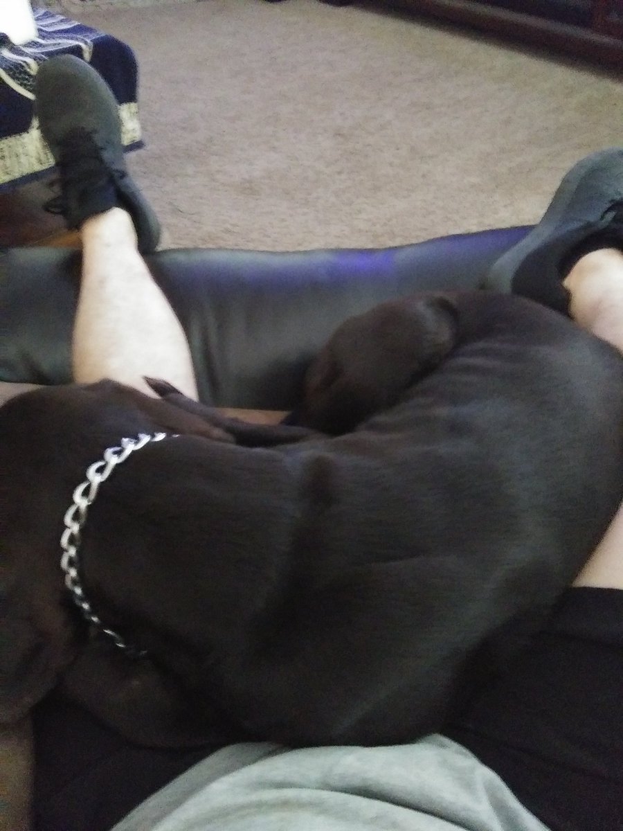 it is amusing how much dogs are like children. While one is still a lap dog the other will pout in the corner.