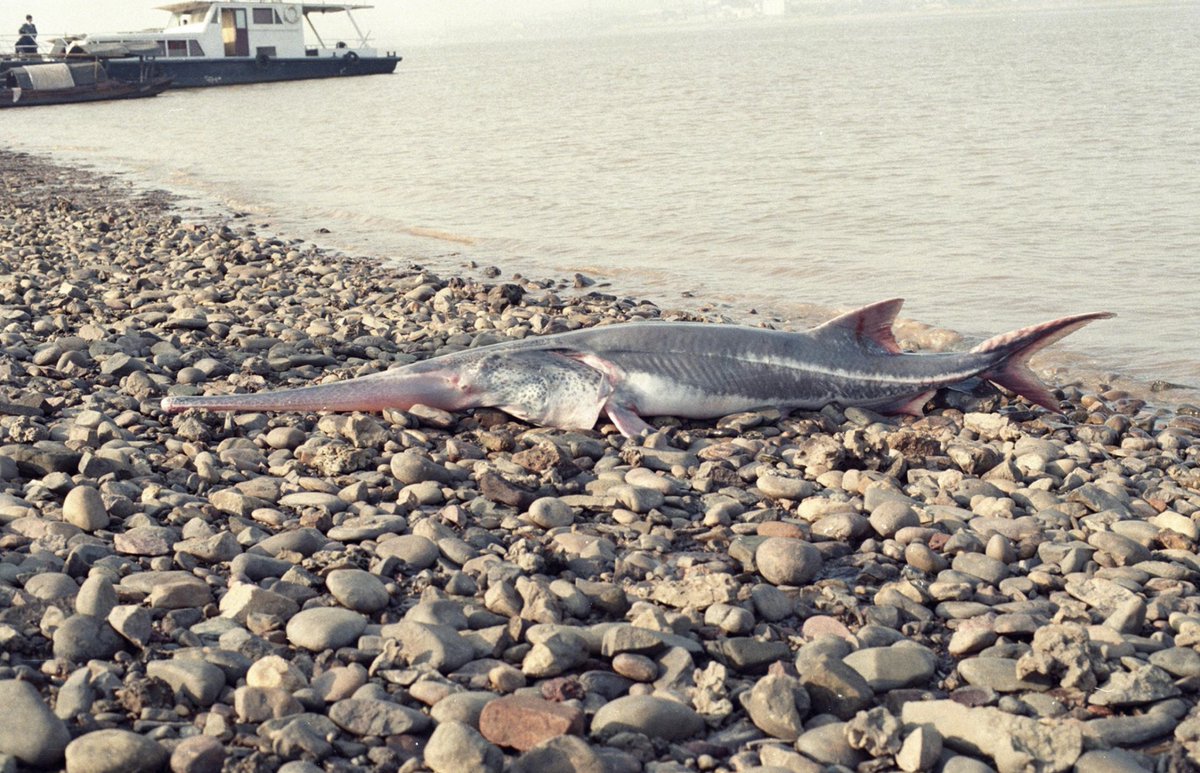 SaluteTheFish's tweet photo. The Chinese Paddlefish grew up to 23’ long. They outlasted the dinosaurs. They outlasted pretty much everything. Apart from mankind that is, who’ve just driven them to extinction. 

👏 👏 👏 👏

https://t.co/JPBknAJ9Kh https://t.co/GwYdlI2GGn