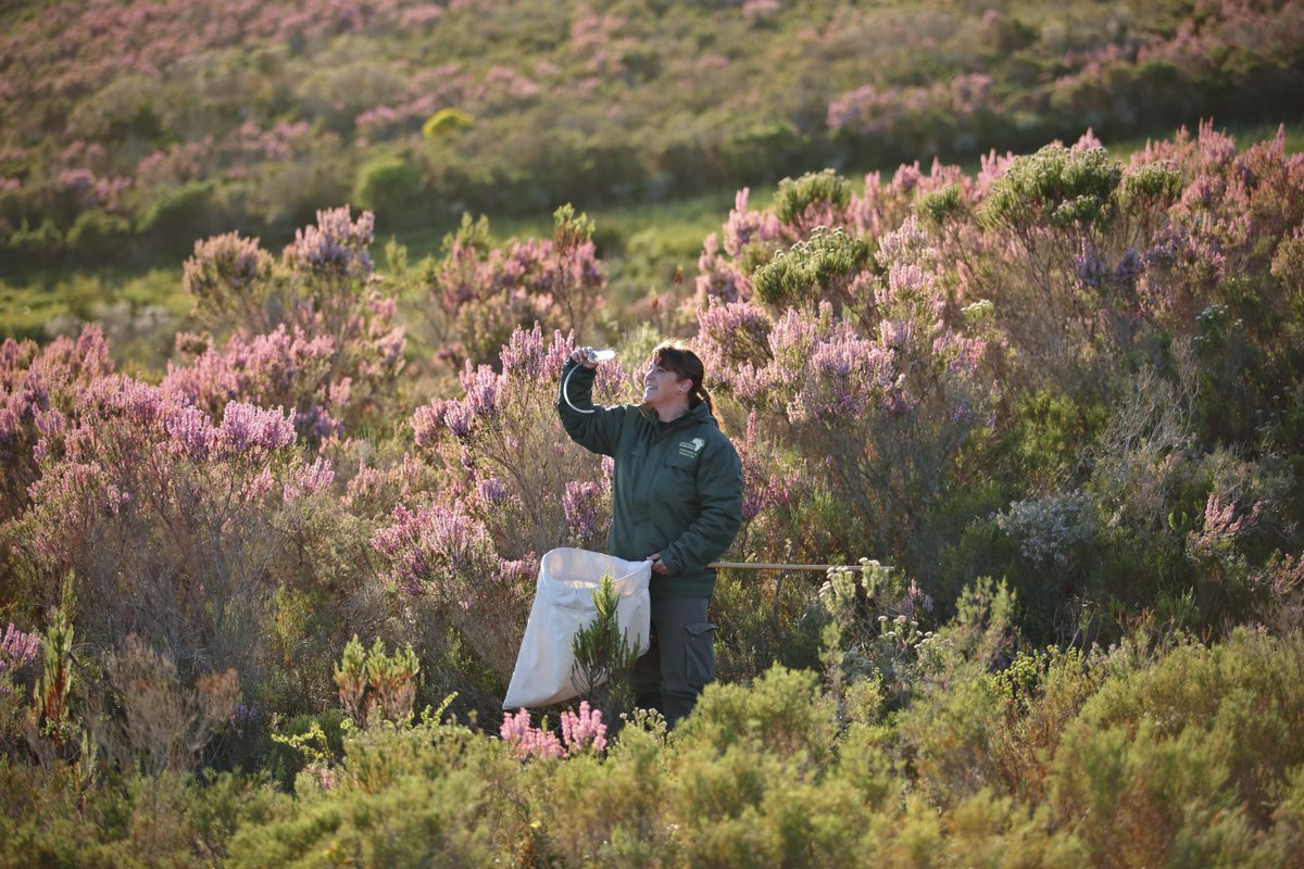 Did you know?
There are about 950 000 identified insect species in the world, not to mention species not yet identified. That’s more than amphibian, bird, fish, mammal and reptile species combined. 

📷 @steviemannphotography

#conservation #insects #fynbos #entomology <a href="/TMFund/">Table Mountain Fund</a>