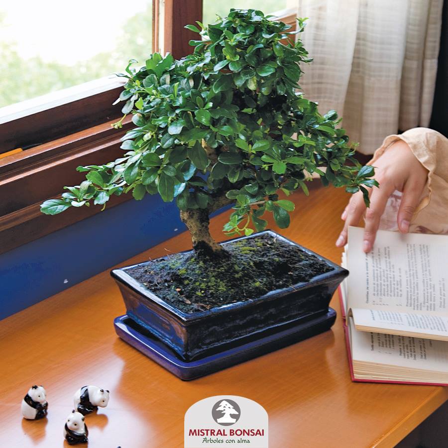 mistralbonsai's tweet photo. ¿Te has portado tan bien que los Reyes Magos 🐫 te han regalado un bonsái? 🤩 Descubre cómo lo debes cuidar 🌳💚👉🏼https://t.co/tEDaFh2qQH
#MistralBonsai #árbolesconalma #bonsaiinterior #bonsai #regalo https://t.co/9aSYHgEj1h