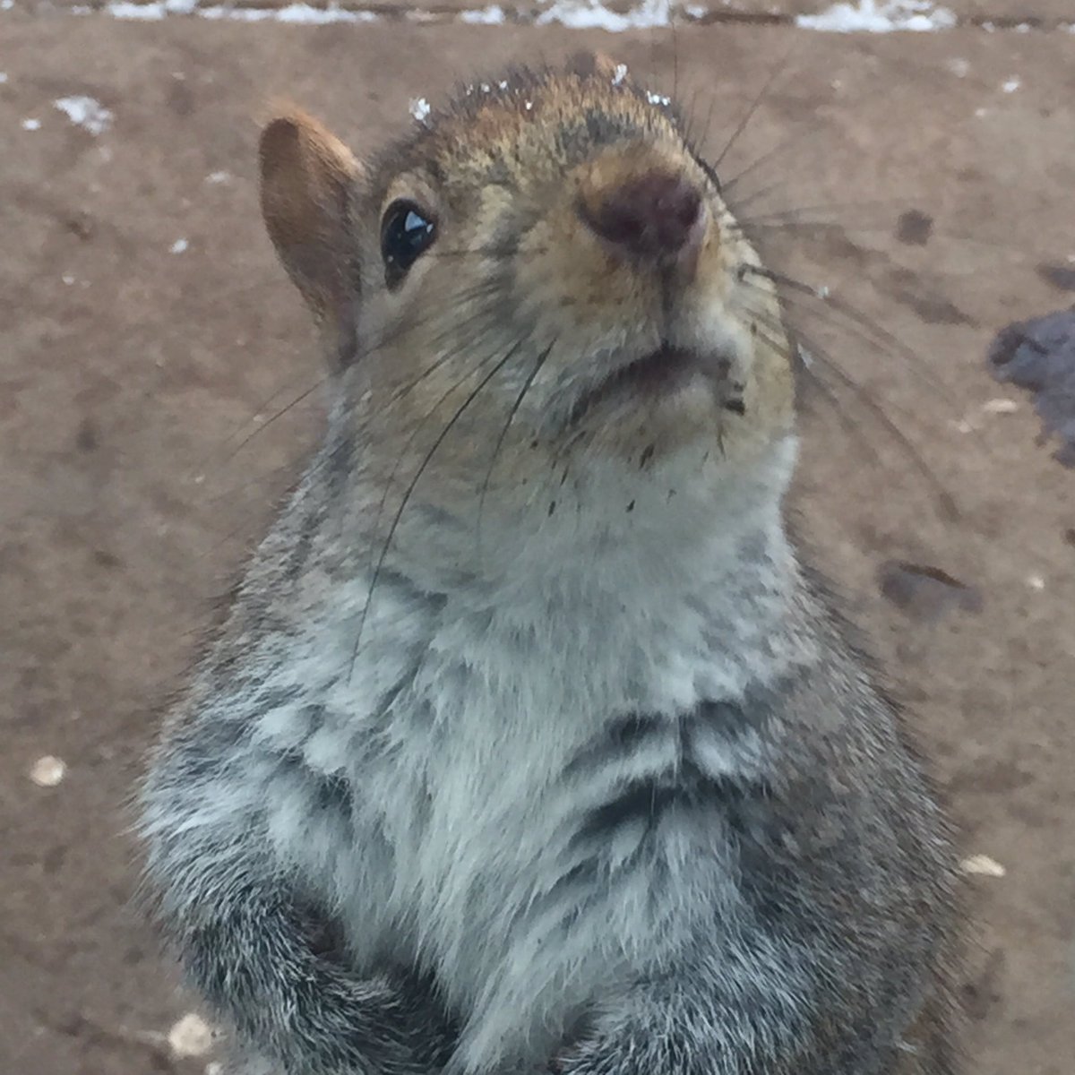 Pls Ms. Nut Barista, may I have some more? 🌰💗💕🙏🏻🐿