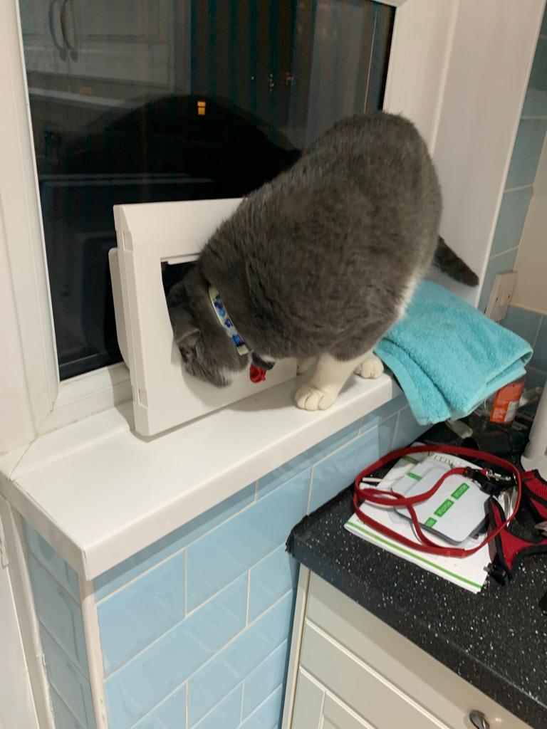frost0239's tweet photo. Nobody told Smokey the cat flap needs to be installed in the door before it works ๐๐ #dippycat #tryingtoescape @AstralityM https://t.co/ubTskeoBE2