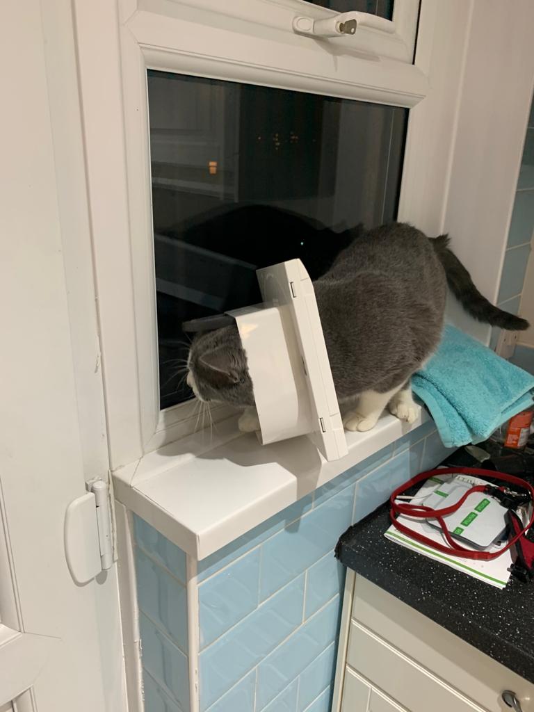 frost0239's tweet photo. Nobody told Smokey the cat flap needs to be installed in the door before it works ๐๐ #dippycat #tryingtoescape @AstralityM https://t.co/ubTskeoBE2