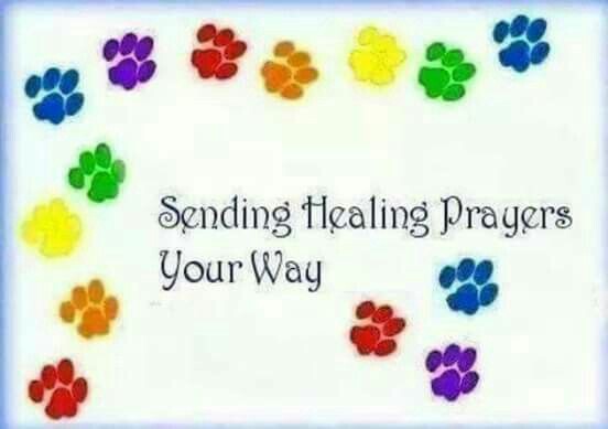 DeborahShoaf3's tweet photo. @abby_craigmyle @JamesCraigmyle I'm so sorry that Lor has been so very sick. Tears covered my checks when I read your longer twitter message. I can only imagine how frightening this has been for your family. Thoughts and prayers for your family, Lor and Lor's caregivers. https://t.co/W30AR8ABDL