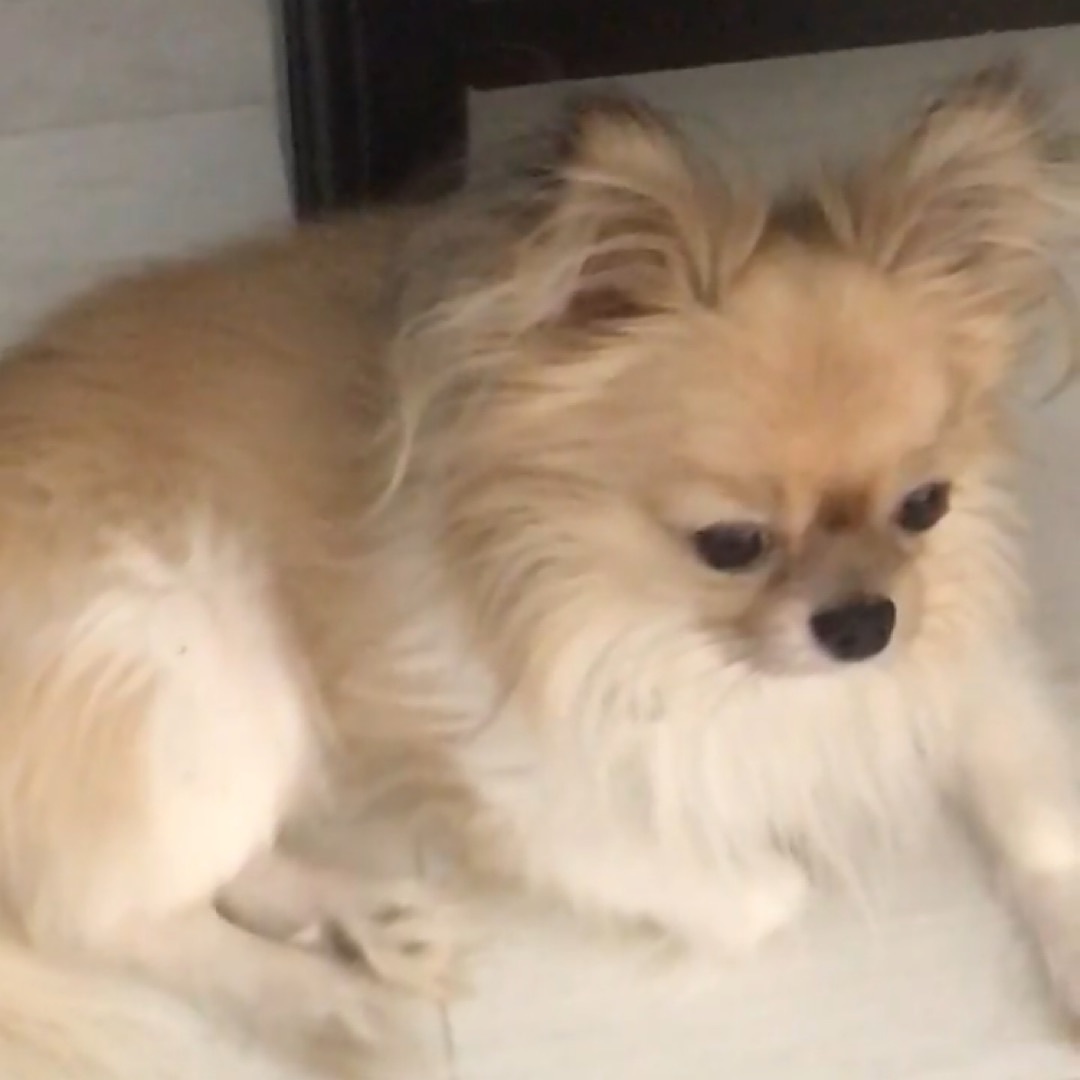 runawaypets's tweet image. Help us find Yoda the Chihuahua
Get the app runawaypets.co
⚠️ #FurAlert
#dog #dogsofinstagram #dogs #puppy #instadog #dogstagram #love #pet #cute #doglover #dogoftheday #instagram #pets #doglovers #puppies #ilovemydog #puppylove #doggy #doglife #doggo #puppiesofinstagram