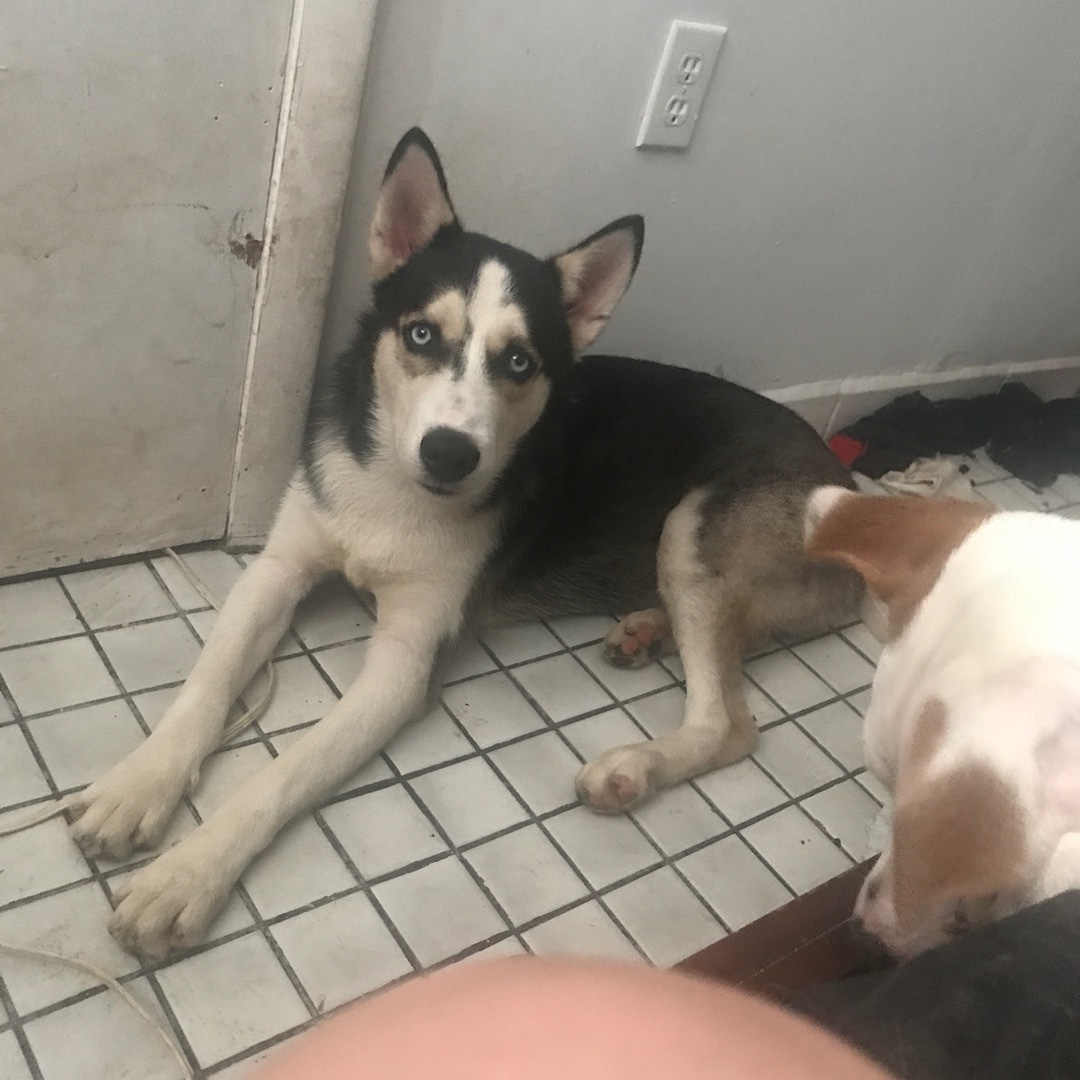 runawaypets's tweet image. Help us find Neo the Siberian Husky
Get the app runawaypets.co
⚠️ #FurAlert
#dog #dogsofinstagram #dogs #puppy #instadog #dogstagram #love #pet #cute #doglover #dogoftheday #instagram #pets #doglovers #puppies #ilovemydog #puppylove #doggy #doglife #doggo