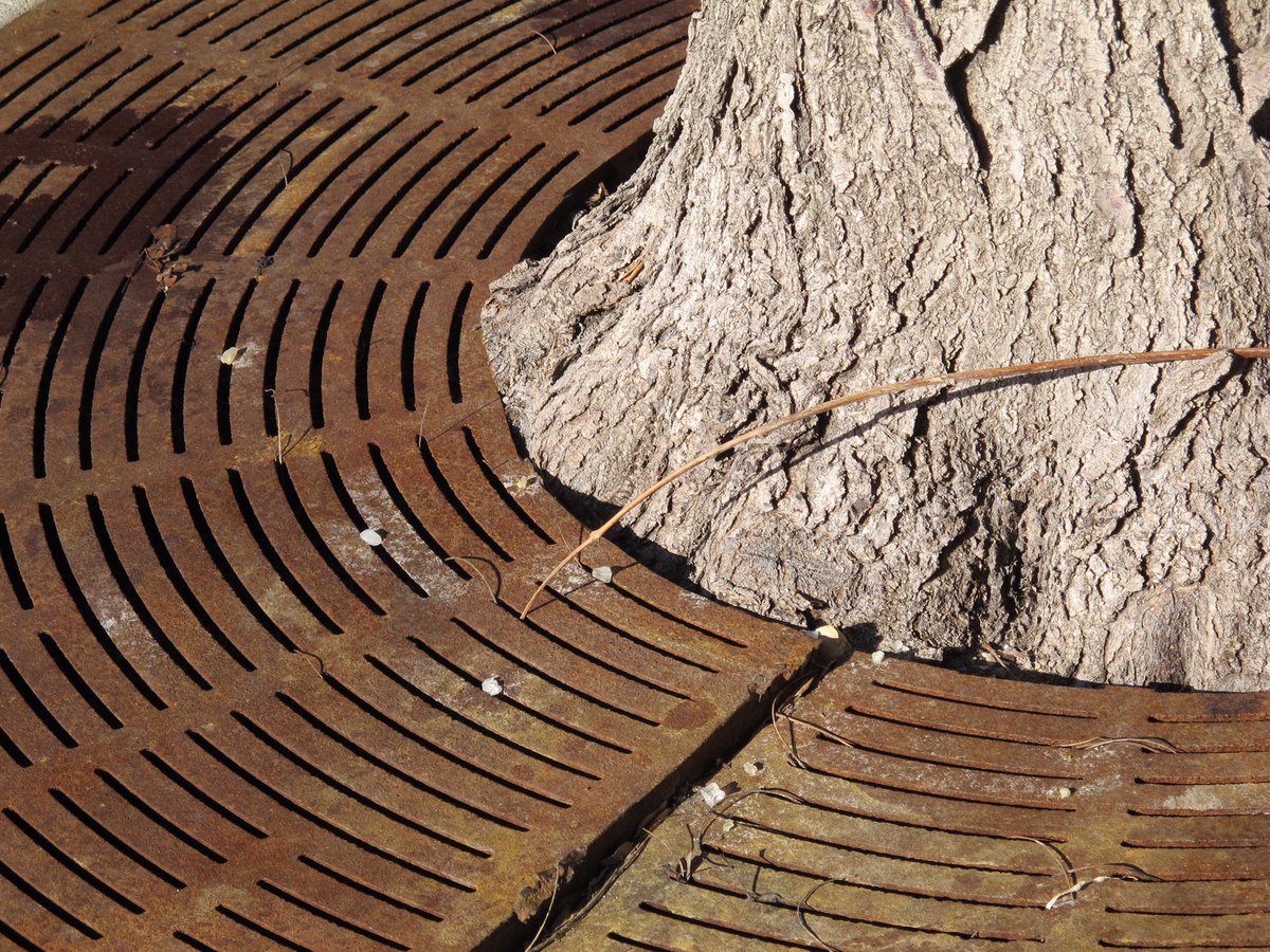TREE_Fund's tweet photo. We ask a lot from urban trees, yet we often provide them with  only the minimum requirements to exist. What can be done to help them? Find out by registering for Dr. Bryant Scharenbroch’s Jan. 14 webinar, “Soil Assessment for Urban Trees” 🌳🏡🧪 #treefund https://t.co/fEtUabA7uu