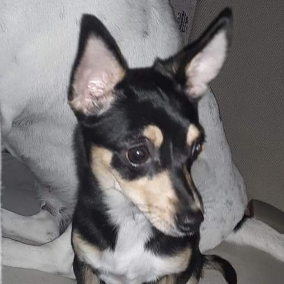 runawaypets's tweet image. Help us find Weewee the Dog
Get the app runawaypets.co
⚠️ #FurAlert
#dog #dogsofinstagram #dogs #puppy #instadog #dogstagram #love #pet #cute #doglover #dogoftheday #instagram #pets #doglovers #puppies #ilovemydog #puppylove #doggy #doglife #doggo #puppiesofinstagram