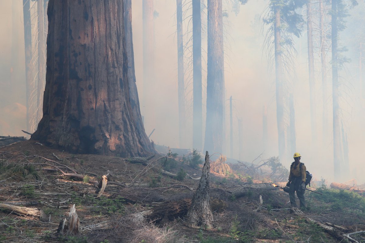 A firefighter with a driptorch walks near a sequoia tree.