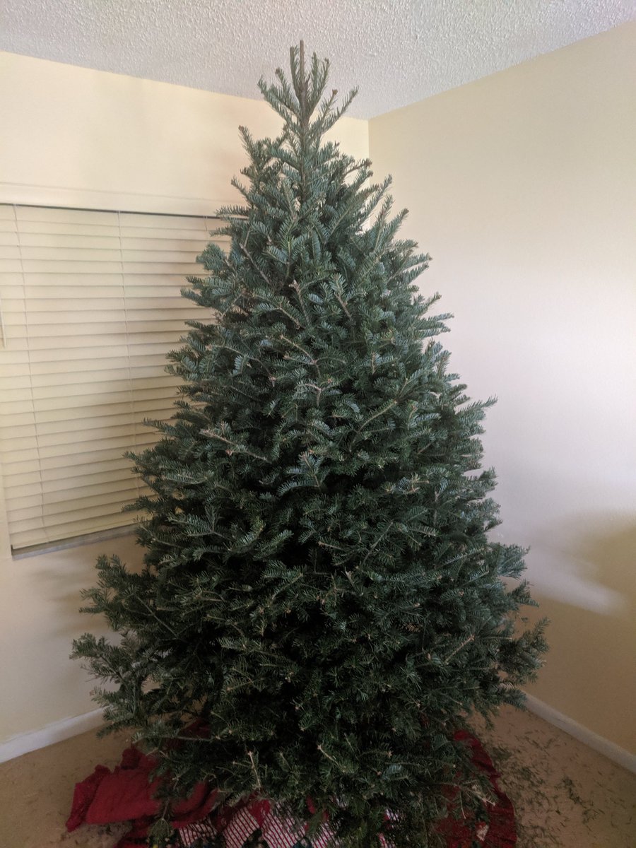 EditorRoy1's tweet photo. Still looks pretty damn good, even stripped down. #besttreeever https://t.co/PcGcnxuonD