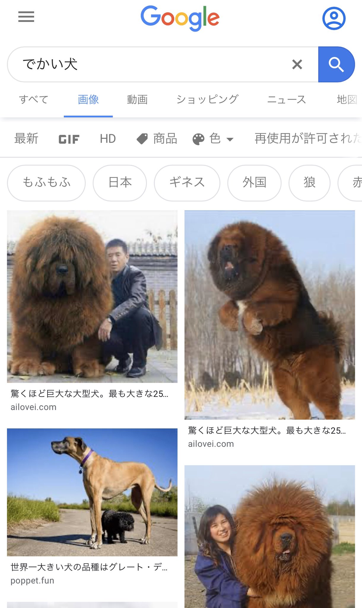 Babakenta でかい犬すげーでかい T Co 1wzevw7kx1 Twitter