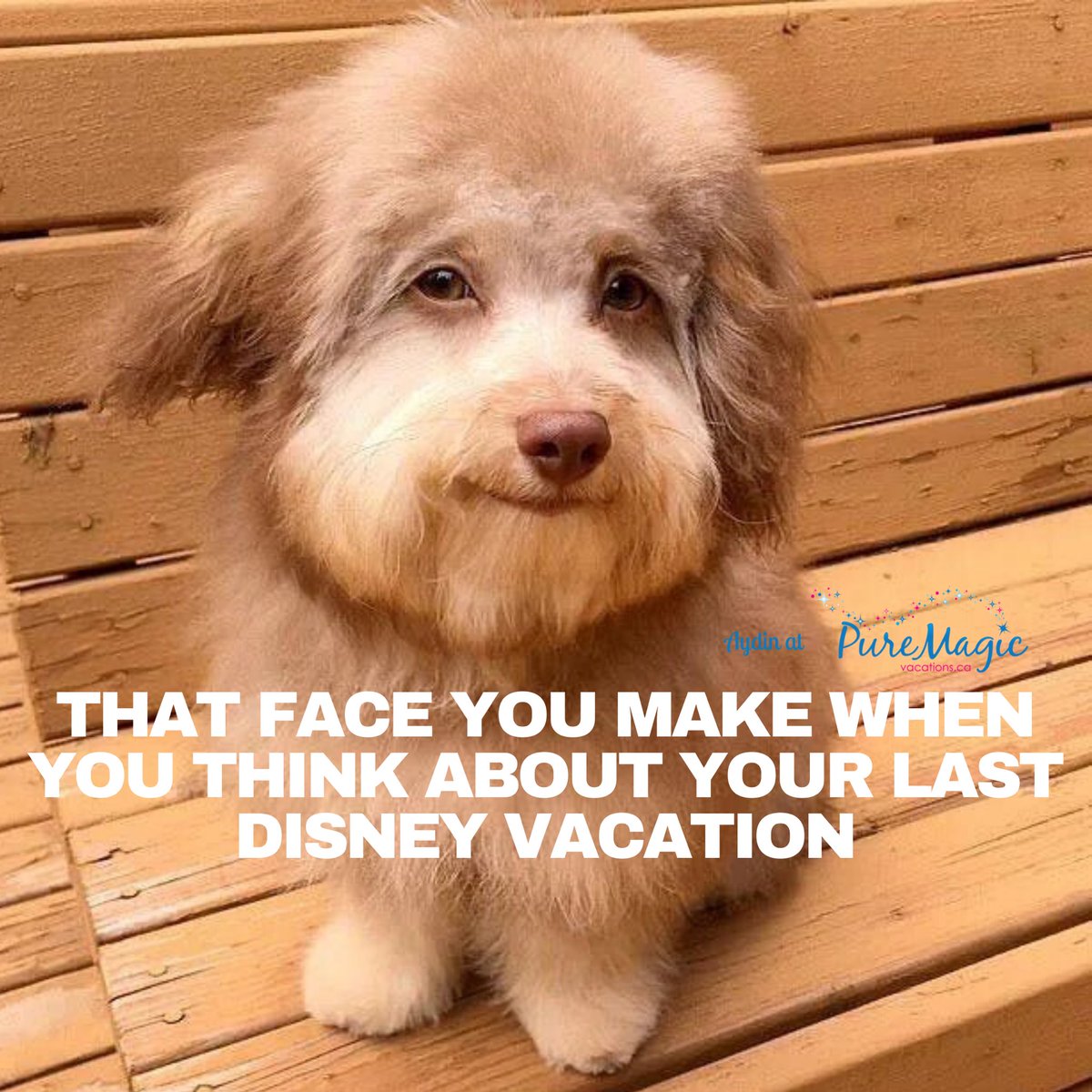 We all make that face. 😊
.
#wdw #waltdisneyworld #disneyworld #disney #disneyland #travelagent #disneytravelprofessional #disneytravel #partofyourstory #puremagicvacations #puremagicaydin 
#disneymemes #bobrossdog