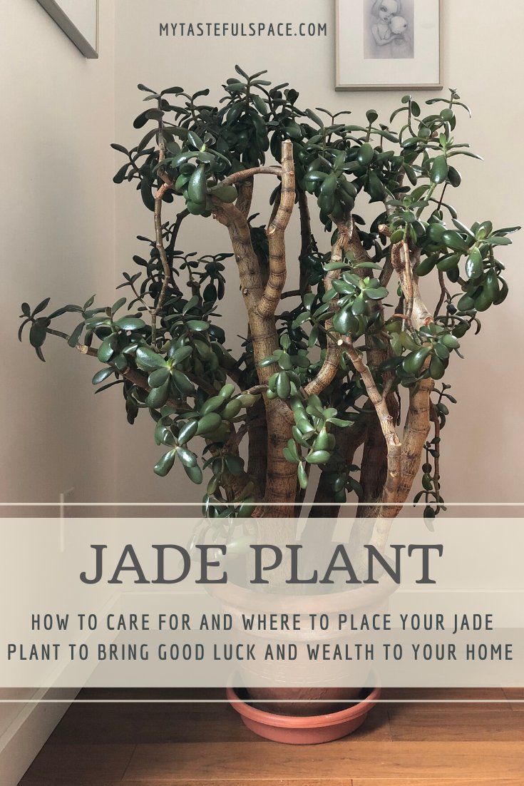 Jade Plants bring prosperity, positive energy and friendship to your home.  #jade #jadeplant #luckyplant #lowmaintenanceplant #hardtokillplant #bestindoorplant #fengshuiplant #easyindoorplants #homedecor #positiveenergy