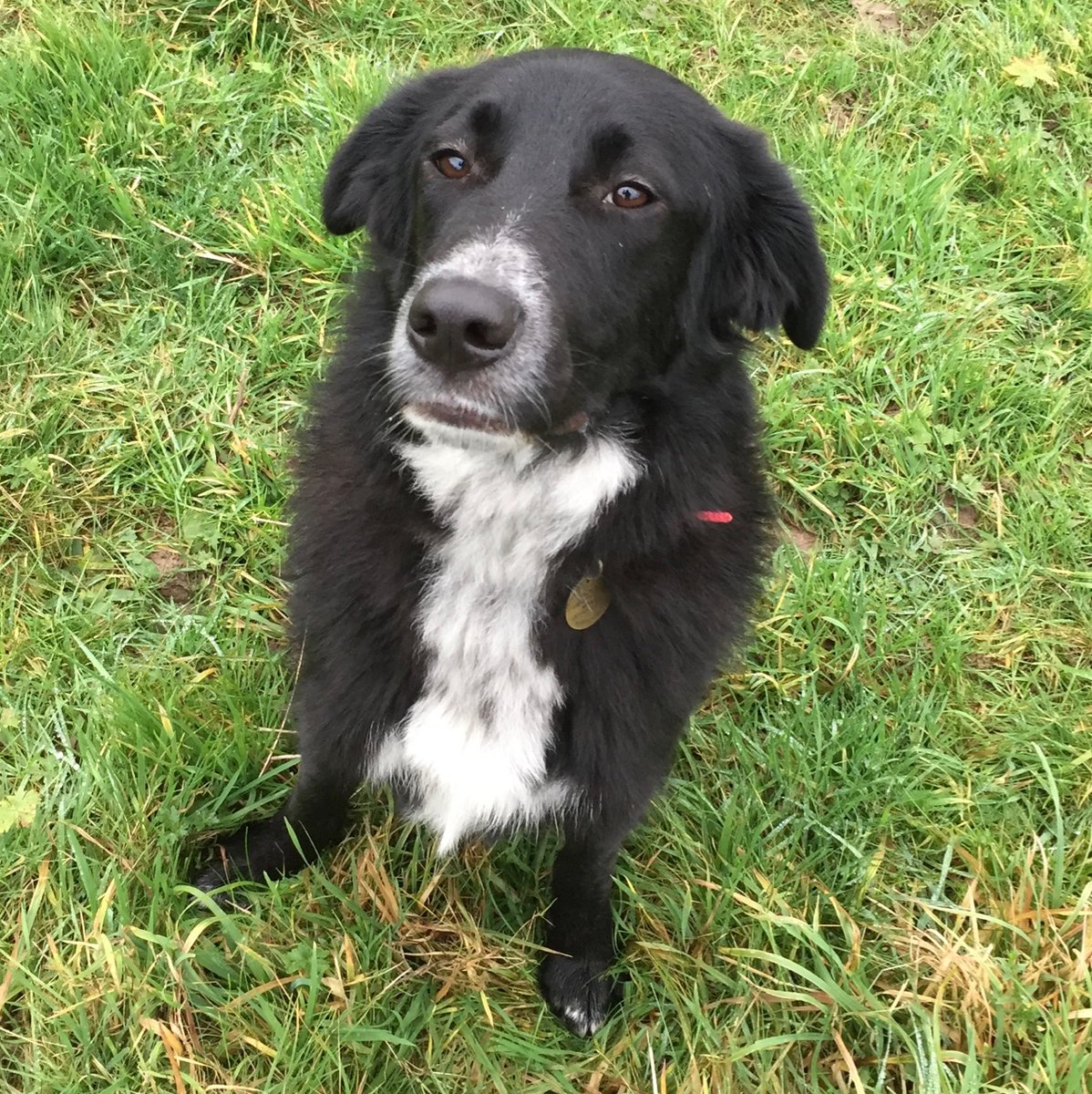 Crohnoid's tweet photo. We've gone from :
"Butter wouldn't melt..."
to
"Butter did melt - Grand Theft Cheese Sandwich"
#baddog #houdi #indisgrace #grandtheftcheesesandwich https://t.co/6EwxRzrZ01