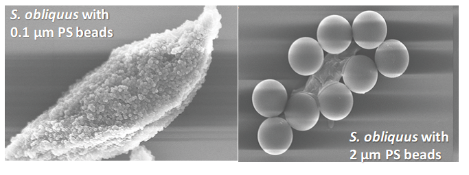 ECCCSciTech's tweet image. A collaborative study between @DCGMuir and @JinanUniversity showed that different #microplastic sizes affect #microalgae differently. Larger microplastics affect photosynthesis, while smaller microplastics enter and destroy microalgae cell walls #ECCCSci