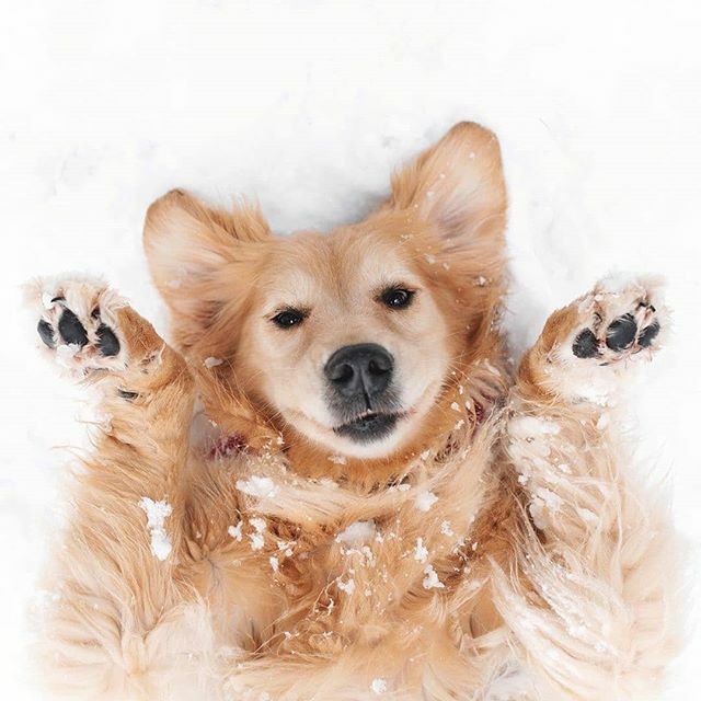 CanadaPetExpo's tweet photo. When life imitates emojis 🤷🏼‍♀️ Repost @lizzie.bear

#snowdogs #dogsofontario https://t.co/vqHUR5AnWQ https://t.co/3dzc0LmITH