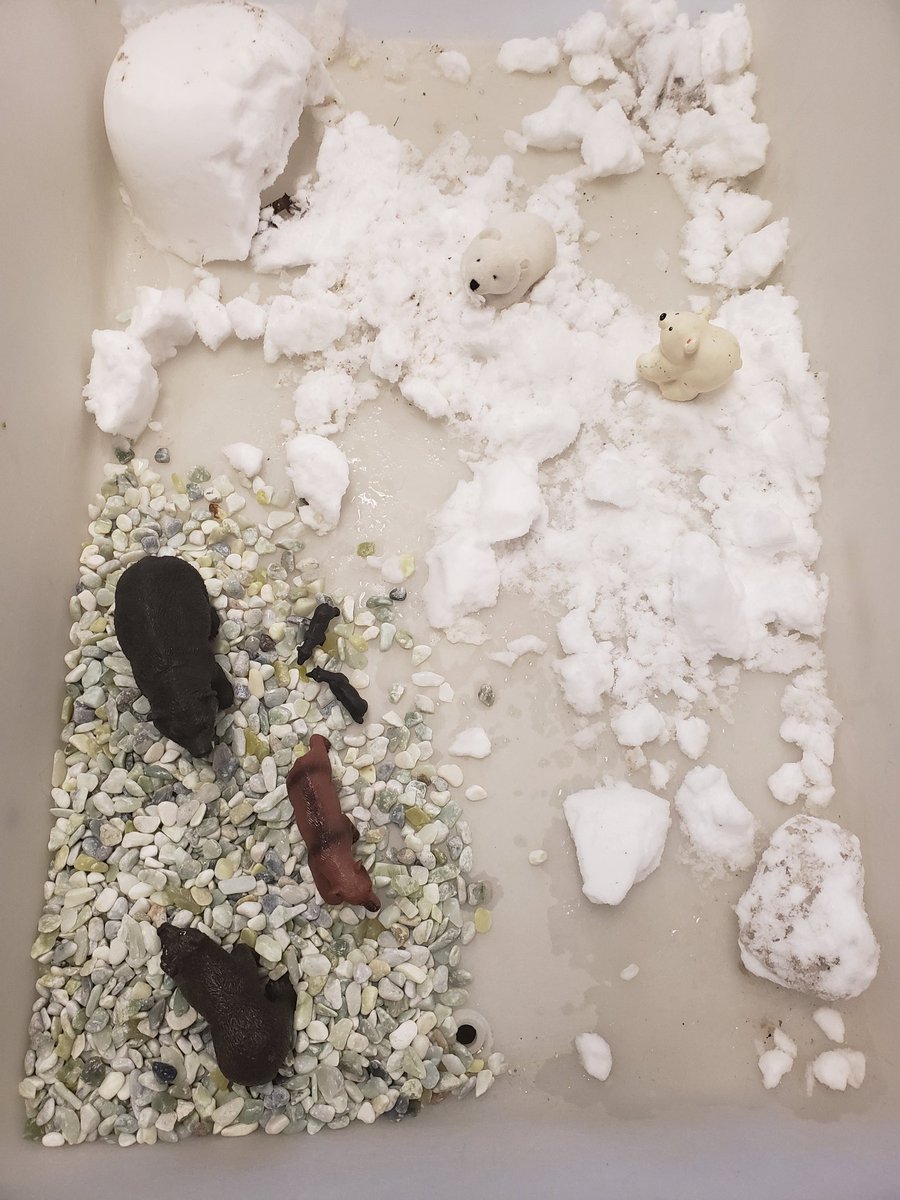 MHarper224's tweet photo. "I wonder why some bears Torpor and some bears stay awake?"
I cant wait to hear their answers.
@BirchviewDunes 
@SCDSBey 
@scdece 
@scdsb https://t.co/g2ZEV5p4Xt