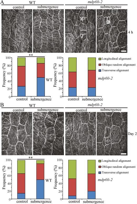 The cortical microtubule arrays are less sensitive to submersion in the hypocotyl epidermal cells from mdp60-2 mutants than from wild-type seedlings.