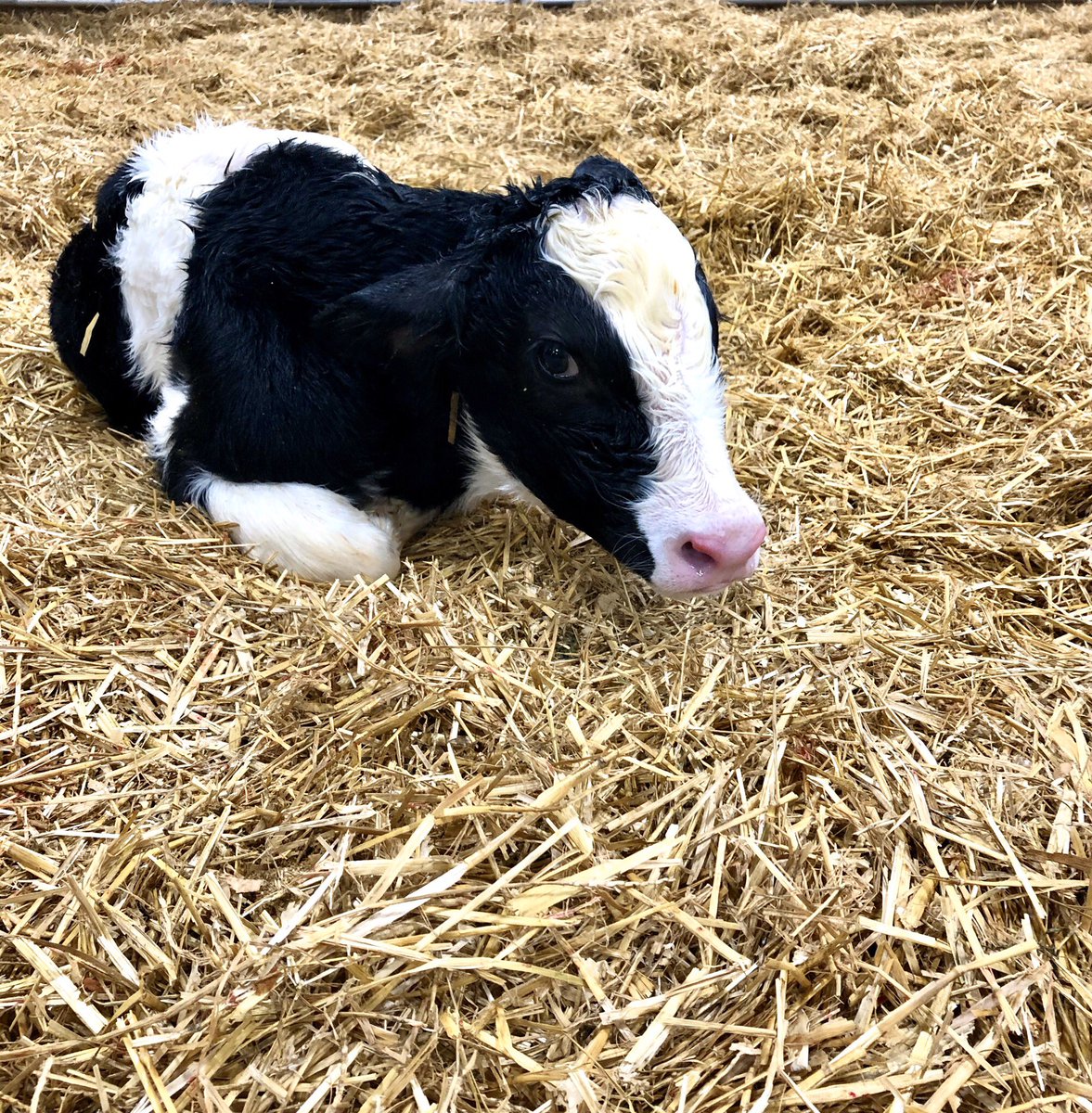 The Calving Corner tweet media