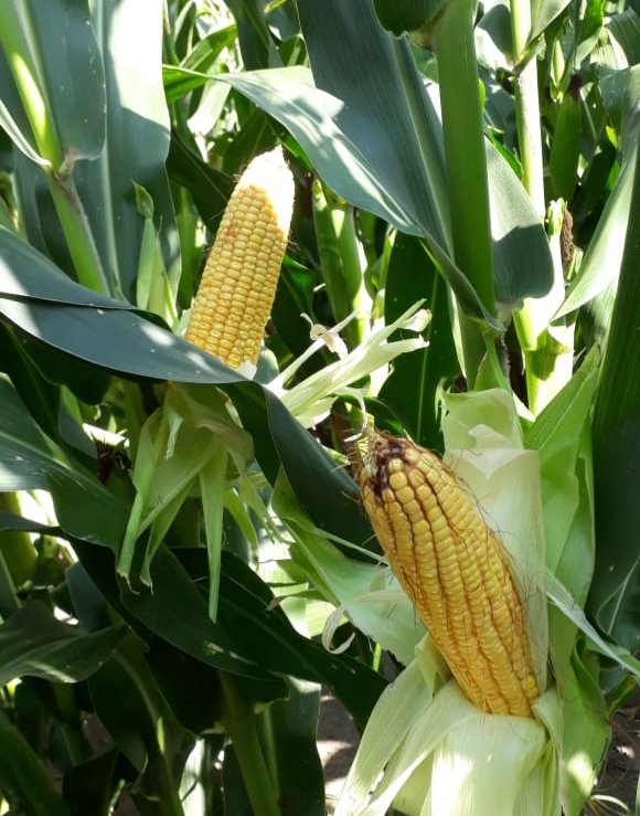 IvanaFerreri's tweet photo. 🌽🌽 Acrux PWE en la localidad de Humboldt, Santa Fe.
Ensayo oficial @crea_fe. @ALZ_Agro
#ALZsemillas #PowerCoreEnlist #RumboNord https://t.co/H2C1zMSZOC