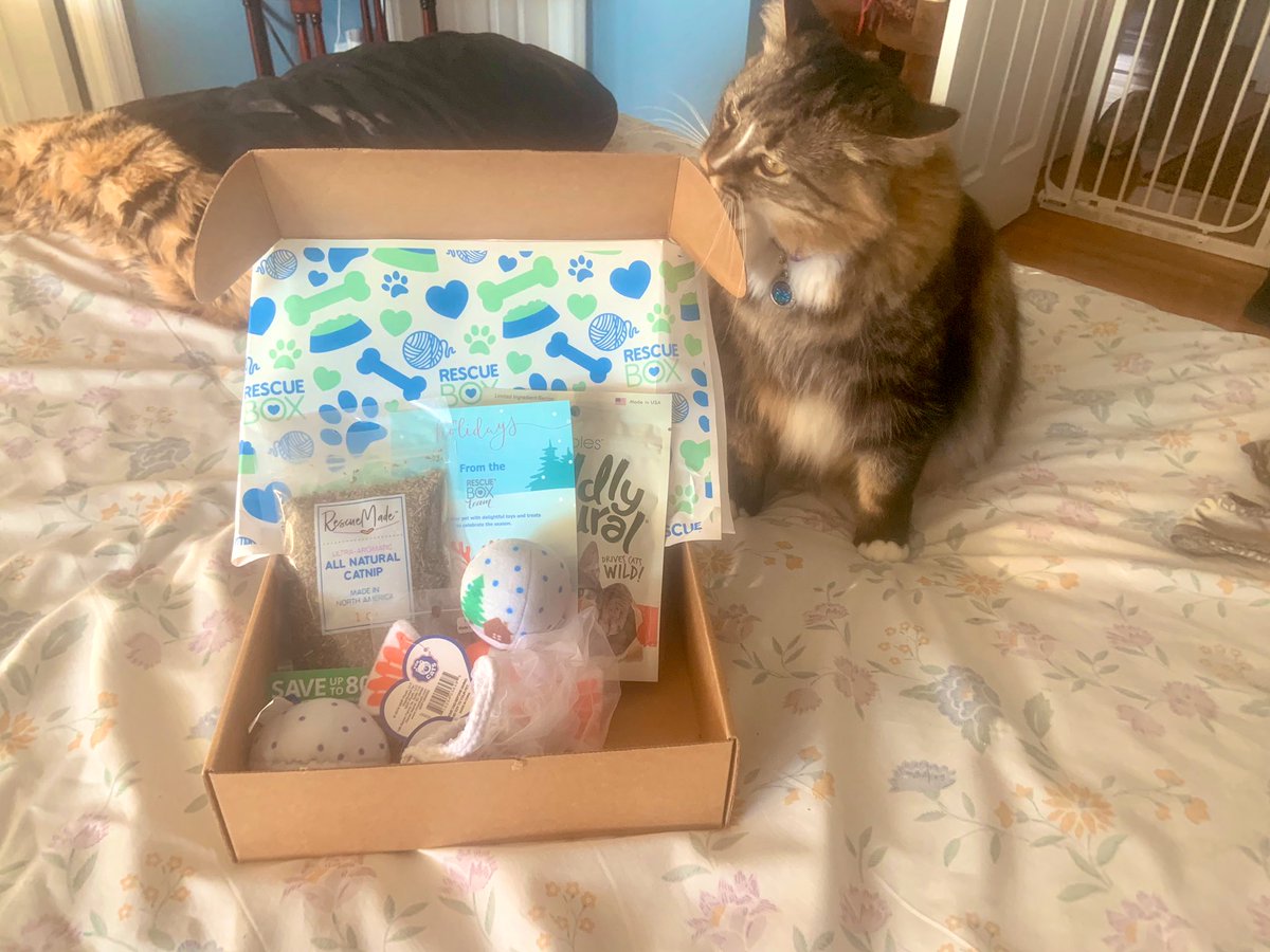 AmandaSmokeyIs1's tweet photo. @toby_rules1 @yongmaylingjen1 @LittleMaineCoon @mitsy2714 @GeneralCattis @JoyOfCats @TheCatMalice @BerylCoon @CoonQuizmo @Gwenthebabber @carlottawrigh18 @JethroKitty We gots a #RescueBox for Christmas Nice toys, treats, catnipโs, a ๐pin for Mommy We got lots of toys but donation goes to help shelter animals. https://t.co/wiZHzJvN98