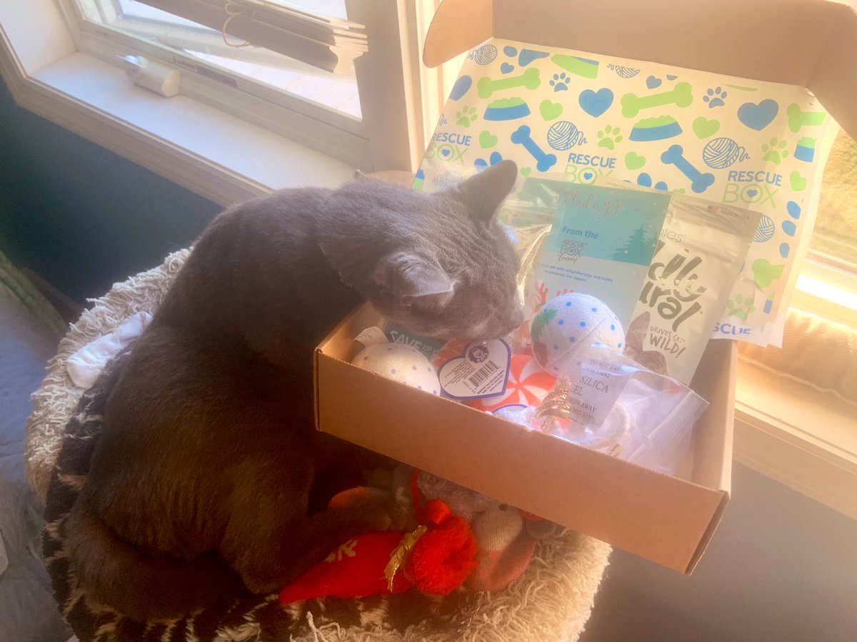 AmandaSmokeyIs1's tweet photo. @toby_rules1 @yongmaylingjen1 @LittleMaineCoon @mitsy2714 @GeneralCattis @JoyOfCats @TheCatMalice @BerylCoon @CoonQuizmo @Gwenthebabber @carlottawrigh18 @JethroKitty We gots a #RescueBox for Christmas Nice toys, treats, catnipโs, a ๐pin for Mommy We got lots of toys but donation goes to help shelter animals. https://t.co/wiZHzJvN98