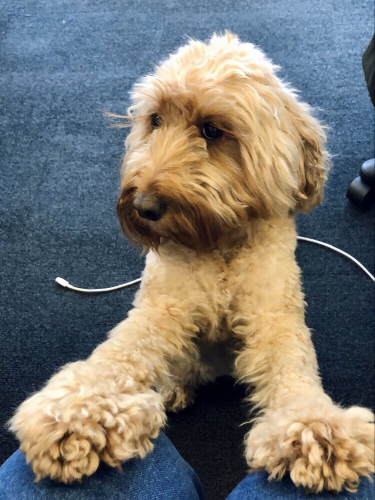 eglekotryna's tweet photo. My day is suddently 100 times better when Piper is in 💙 @TheCommsCo #PRdog https://t.co/IJYgUoLixt