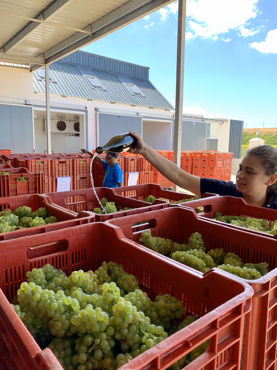 johannfourie's tweet photo. Pop of a cork and where off🍾 Early start to what looks like a promising vintage @BenguelaCove 🤞🏼🍷🍇 2020 let’s go!! @WaldeckMichelle https://t.co/9S83dqU751