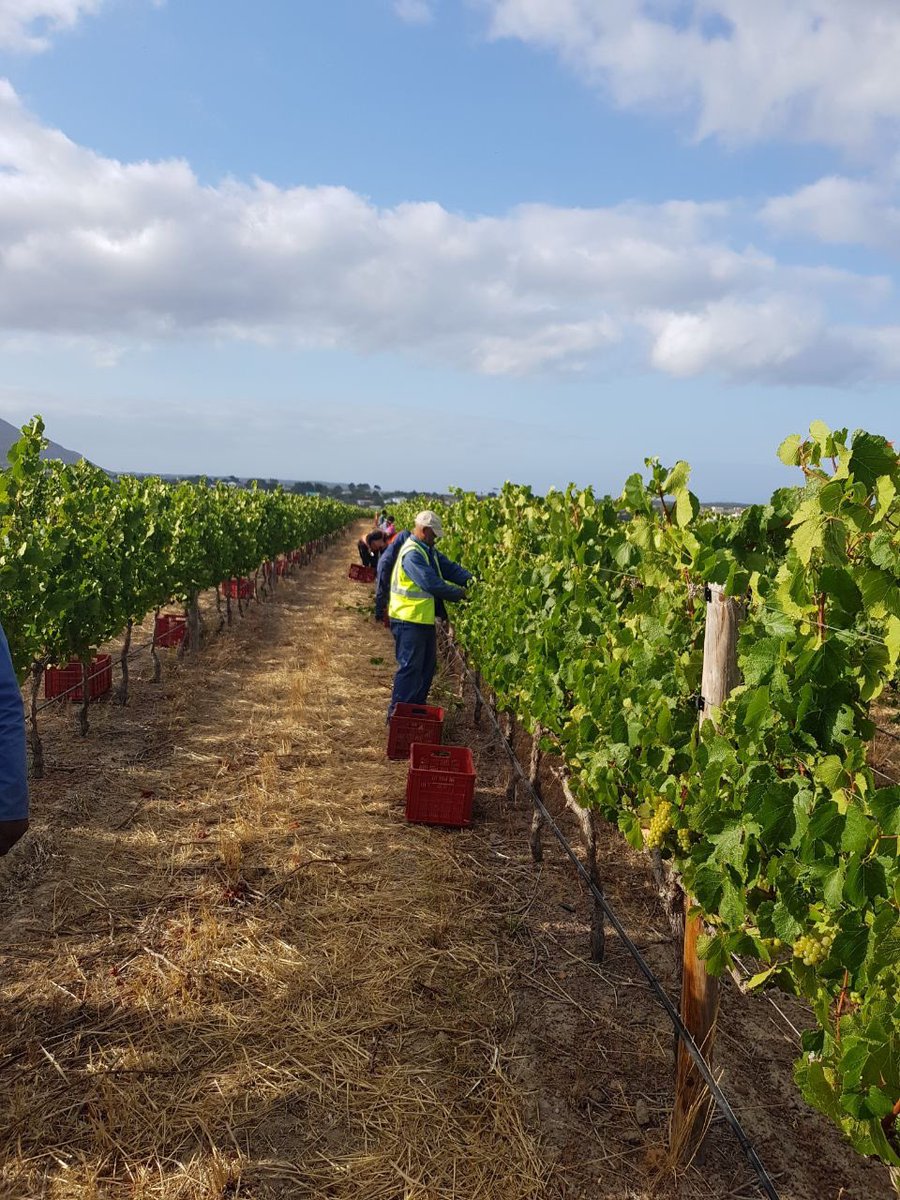 johannfourie's tweet photo. Pop of a cork and where off🍾 Early start to what looks like a promising vintage @BenguelaCove 🤞🏼🍷🍇 2020 let’s go!! @WaldeckMichelle https://t.co/9S83dqU751