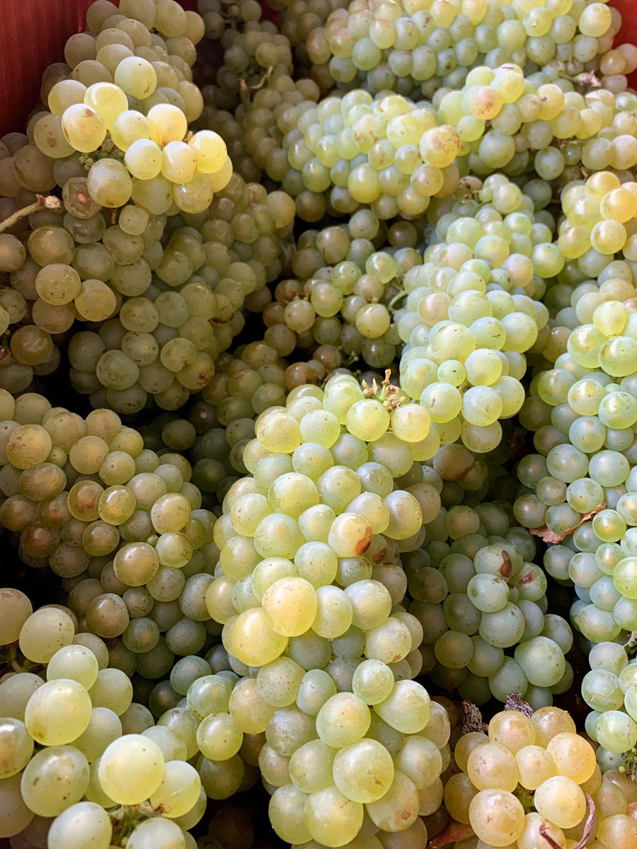 johannfourie's tweet photo. Pop of a cork and where off🍾 Early start to what looks like a promising vintage @BenguelaCove 🤞🏼🍷🍇 2020 let’s go!! @WaldeckMichelle https://t.co/9S83dqU751