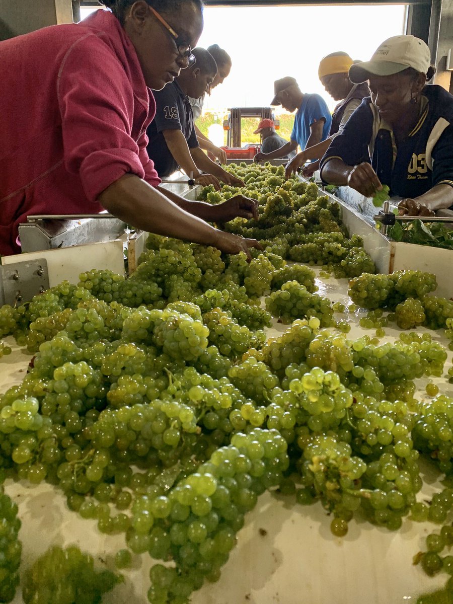 johannfourie's tweet photo. Pop of a cork and where off🍾 Early start to what looks like a promising vintage @BenguelaCove 🤞🏼🍷🍇 2020 let’s go!! @WaldeckMichelle https://t.co/9S83dqU751